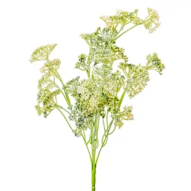 Édeskömény bokor 5ágú fehér-zöld M38cm 36db/#