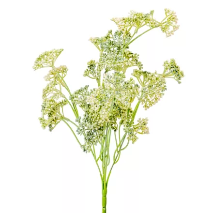 Édeskömény bokor 5ágú fehér-zöld M38cm 36db/#