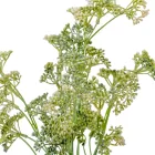 Édeskömény bokor 5ágú fehér-zöld M38cm 36db/#