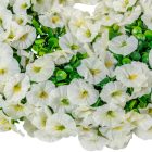 Hajnalkás koszorú fehér D50cm 4db/#