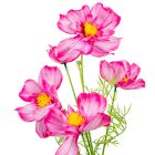 Pipacs ág rózsaszín 5v. M90cm 24db/#