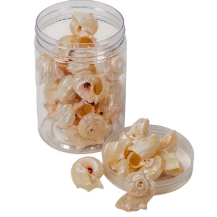 Kagyló csiga gyöngyház 220g