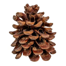 Toboz pinus pinea 10-12cm