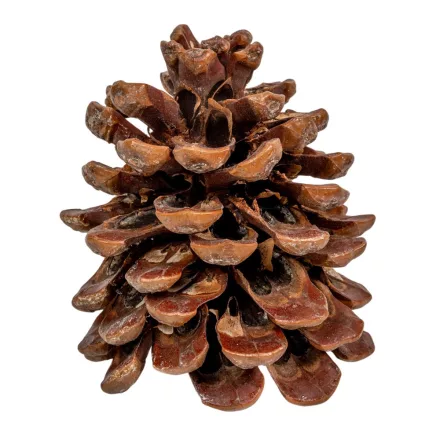 Toboz pinus pinea 10-12cm