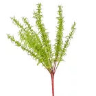 Zöld bokor 13ágú M47cm 36db/#