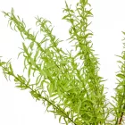 Zöld bokor 13ágú M47cm 36db/#