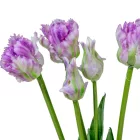 Papagáj tulipán gumi 5v. cirkás lila M46cm 12db/#
