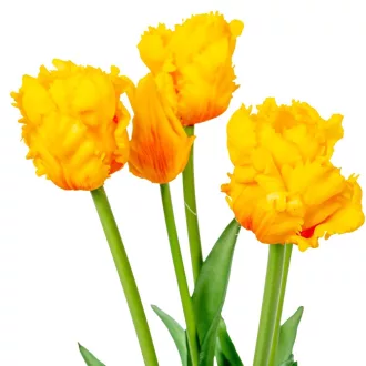 Papagáj tulipán gumi 5v. narancssárga M46cm 12db/#