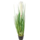 Pampafű cserepes M56cm 8db/#