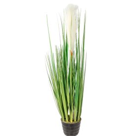 Pampafű cserepes M56cm 8db/#