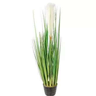 Pampafű cserepes M56cm 8db/#