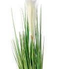 Pampafű cserepes M56cm 8db/#