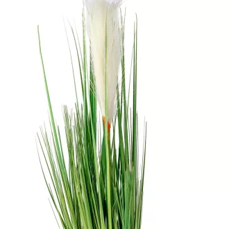 Pampafű cserepes M56cm 8db/#