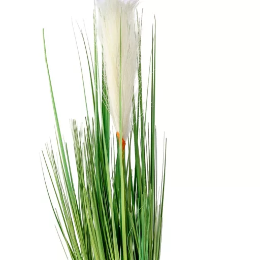 Pampafű cserepes M56cm 8db/#