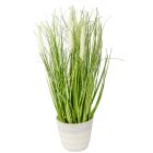 Cserepes pampafű M41cm 4db/#