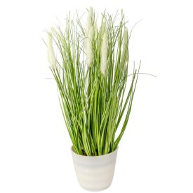 Cserepes pampafű M41cm 4db/#