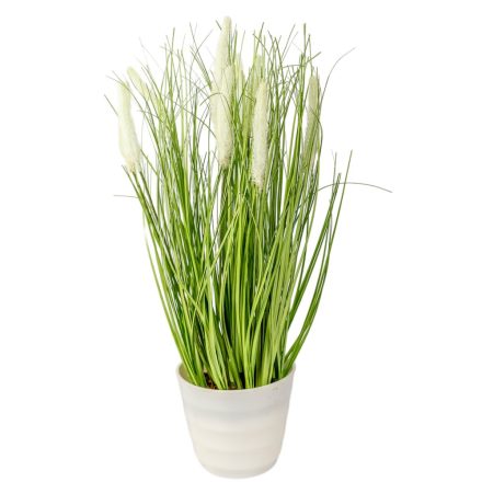 Cserepes pampafű M41cm 4db/#