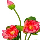 Tavirózsa csokor rózsaszín 3v. M37cm 48db/#