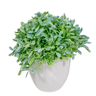 Buxus cserepes M17cm 6db/#