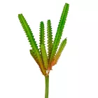 Americai agave M20cm 72db/#