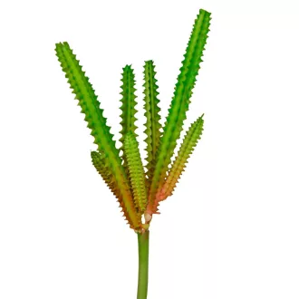 Americai agave M20cm 72db/#