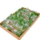 Americai agave M20cm 72db/#