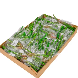 Americai agave M20cm 72db/#