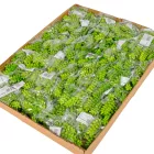 Pozsgás M12cm 72db/#