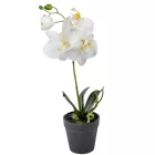 Cserepes orchidea gumi M38cm 12db/#