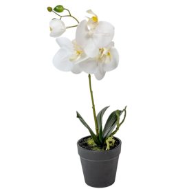 Cserepes orchidea gumi M38cm 12db/#