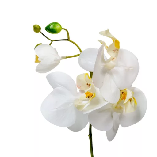 Cserepes orchidea gumi M38cm 12db/#