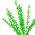 Krizantém szálas fehér M45cm 48db/#