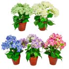 Hortenzia cserepes 4v. M38cm 12db/#