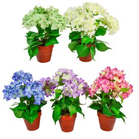 Hortenzia cserepes 4v. M38cm 12db/#