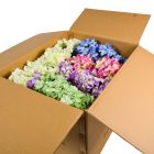 Hortenzia cserepes 4v. M38cm 12db/#