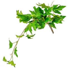 Szőlő leveles futó 40cm 24db/#