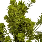 Zöld bokor 5ágú M35cm 48db/#