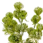 Komló bokor 5ágú M30cm 72db/#