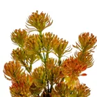 Komló bokor 5ágú M29cm 72db/#