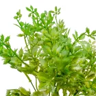 Lestyán 5ágú mix Mcm 70db/#