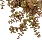 Eukaliptusz csüngő őszi 75cm 30db/#