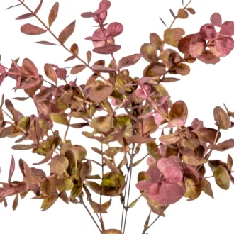 Eukaliptusz bokor 5ágú mix M40cm 48db/#