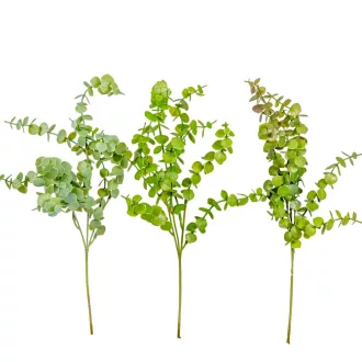 Eukaliptusz ág mix M50cm
