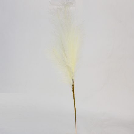 Pampafű virág fehér M100cm