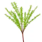 Zöld kakukfű bokor 13ágú M45cm 24db/#