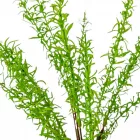 Zöld kakukfű bokor 13ágú M45cm 24db/#