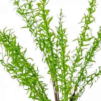 Zöld kakukfű bokor 13ágú M45cm 24db/#