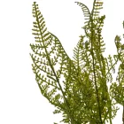 Páfrány bokor 7ágú M46cm