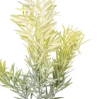 Rozmaring ág mix M76cm 24db/#