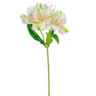 Asztromeria ág 6v. krém M43cm 36db/#